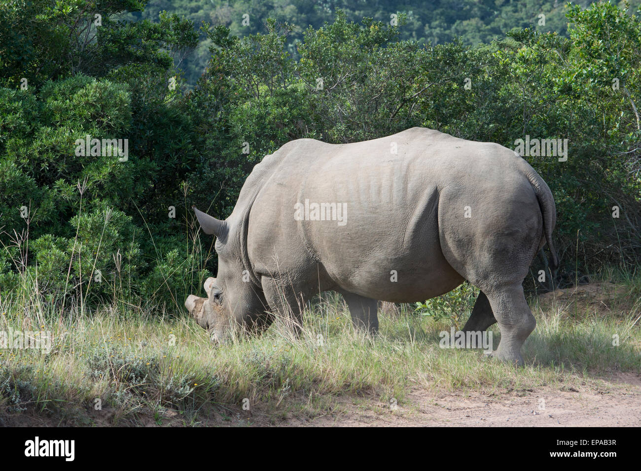 South Africa, Eastern Cape, East London. Inkwenkwezi Game Reserve. White rhinoceros (Wild: Ceratotherium simum). Stock Photo