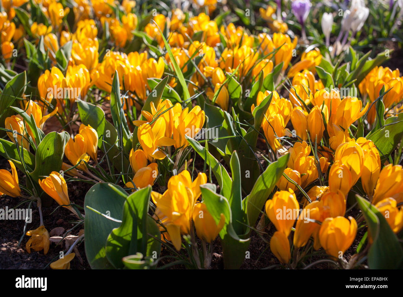 Flowers in Keukenhof park, Netherlands, also known as the Garden of Europe, is the world's largest flower garden. Stock Photo