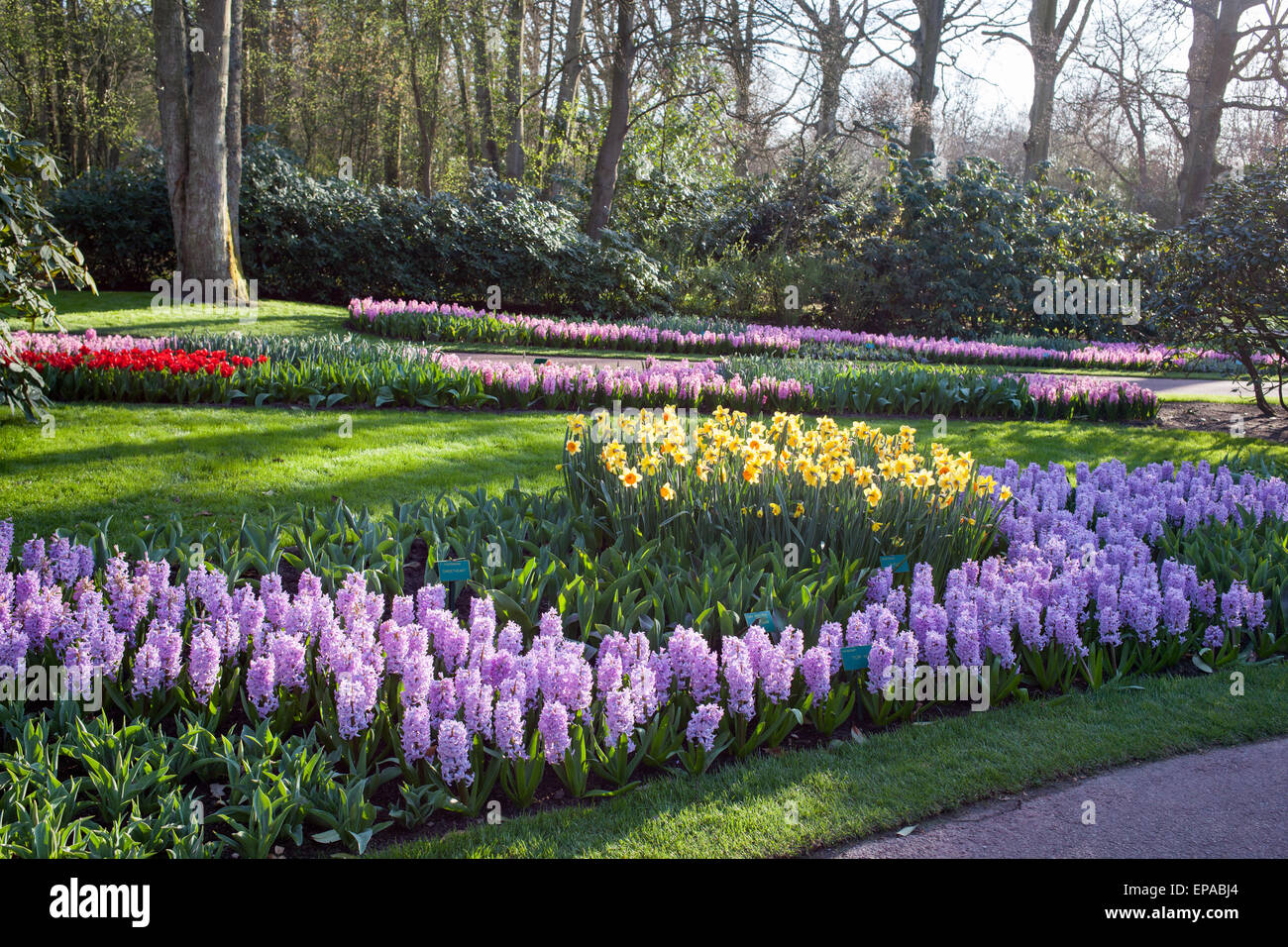 famous flowers park keukenhof in netherlands also known as the
