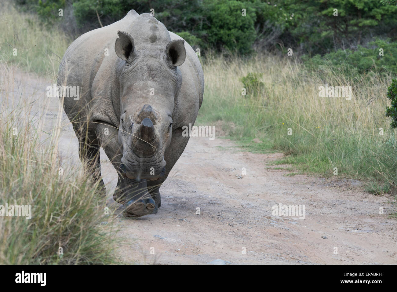 South Africa, Eastern Cape, East London. Inkwenkwezi Game Reserve. White rhinoceros (Wild: Ceratotherium simum). Stock Photo