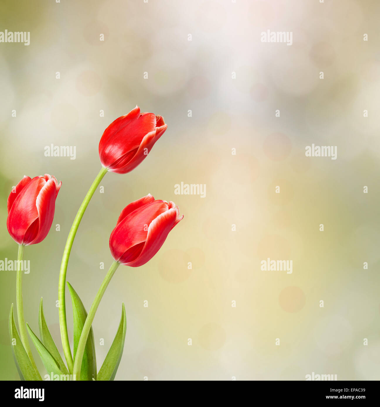 Bouquet of red tulips with green leaves on abstract background Stock ...