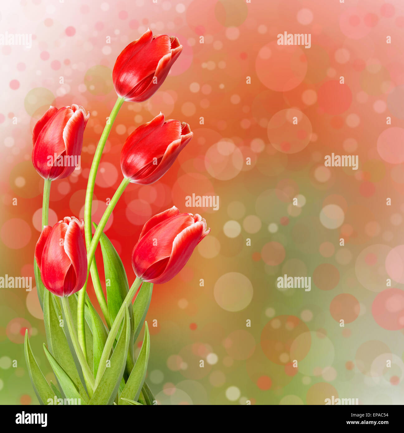 Bouquet of red tulips with green leaves on abstract background Stock ...