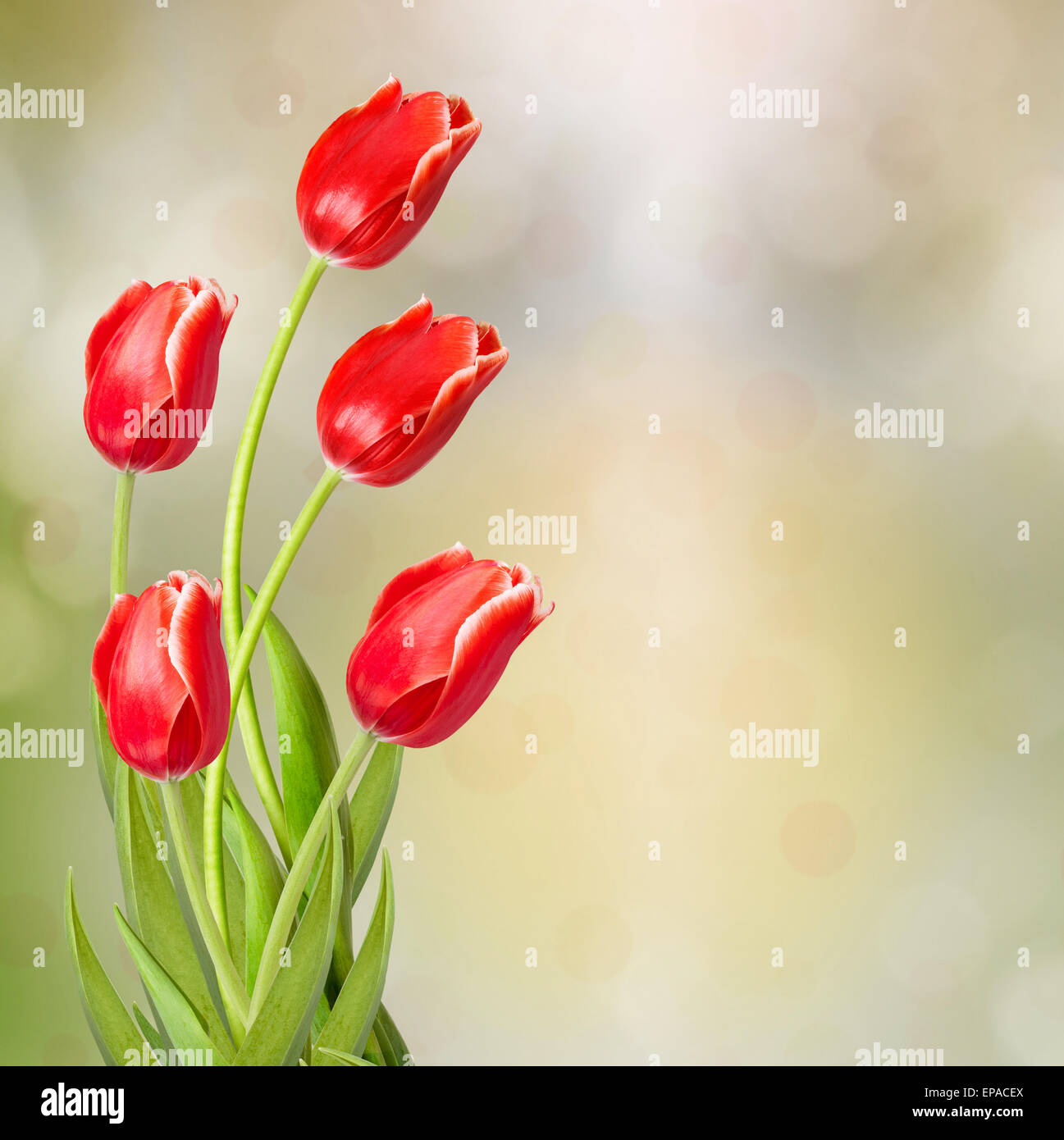 Bouquet of red tulips with green leaves on abstract background Stock ...