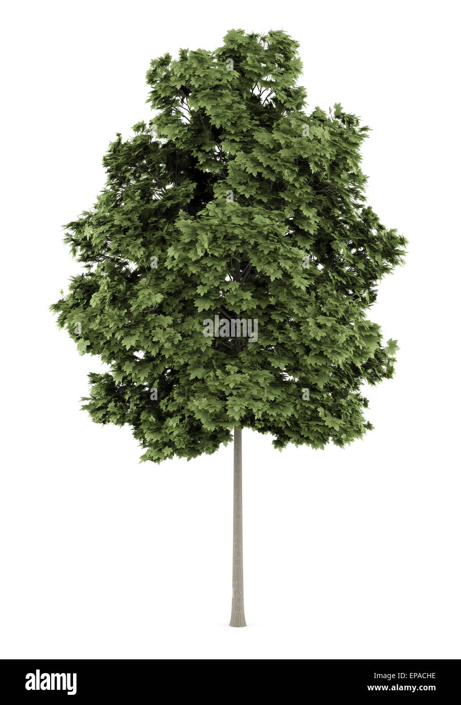 common maple tree isolated on white background Stock Photo