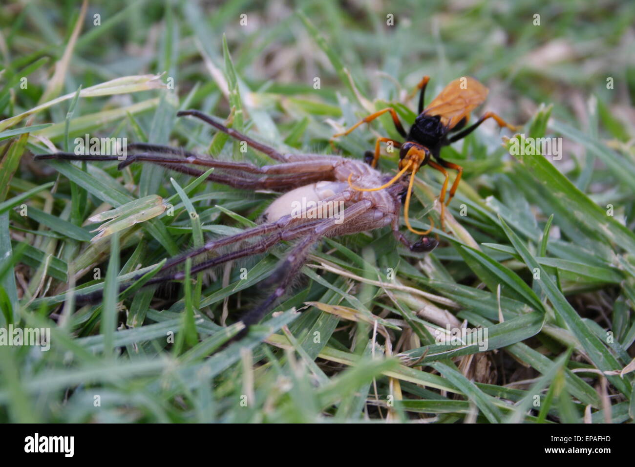 Wasp dragging a paralysed spider back to its den, where it will feed its young. Australia. Stock Photo