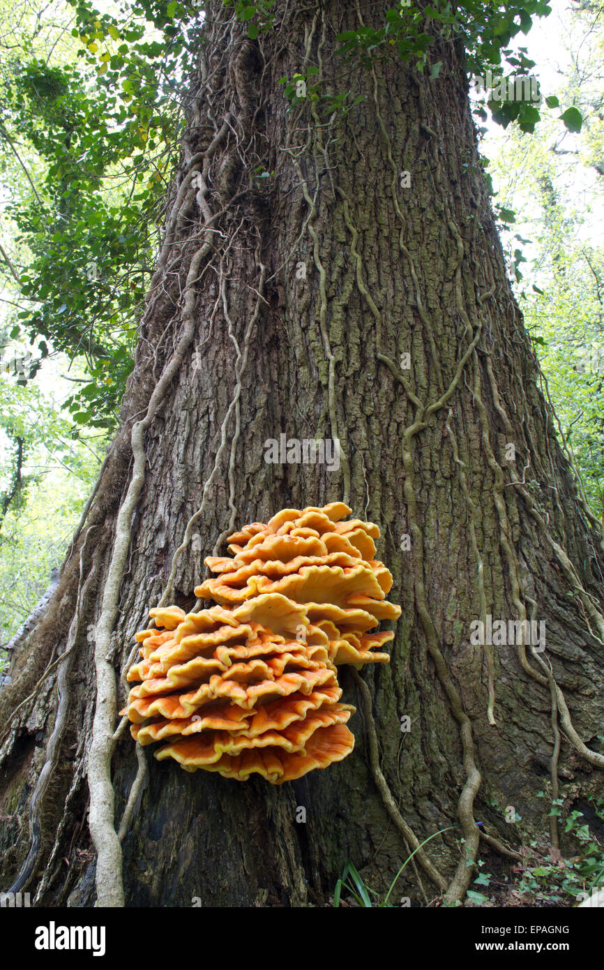 Laetiporus sulphureus (Chicken-of-the-woods fungus) Stock Photo