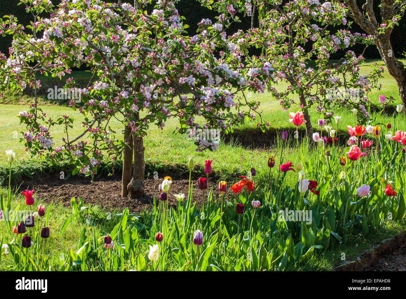 Tulips beneath blossoming apples trees in the wallled garden at Bowood House in Wiltshire. Stock Photo