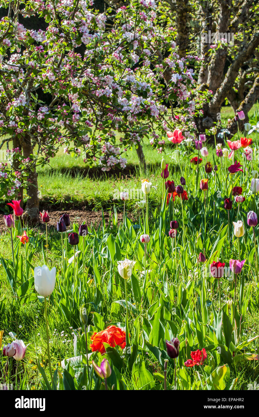 Tulips beneath blossoming apples trees in the wallled garden at Bowood House in Wiltshire. Stock Photo