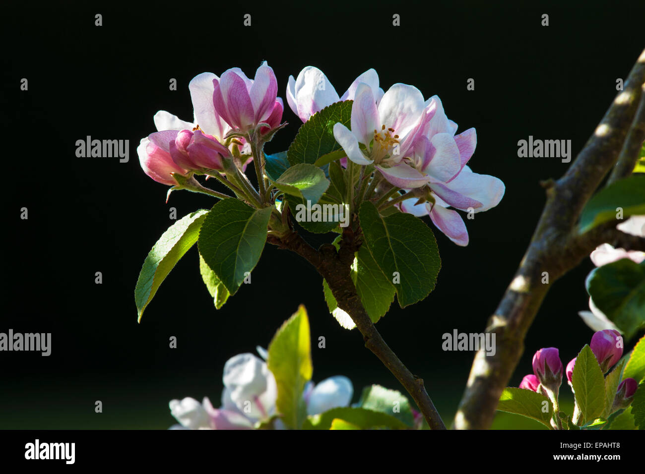 Blossoming apples trees in the wallled garden at Bowood House in ...
