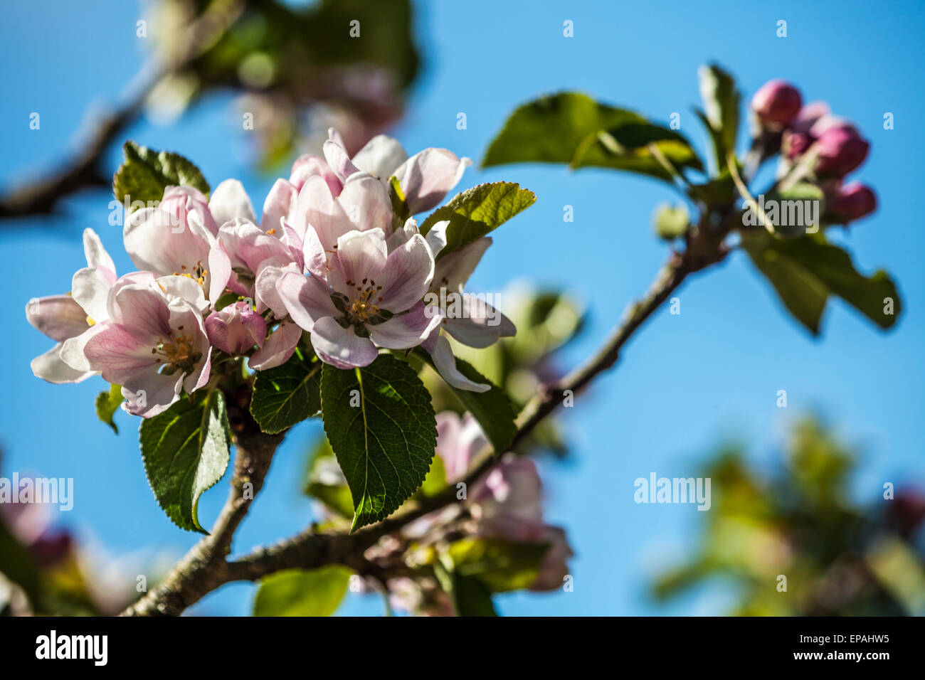 Blossoming apples trees in the wallled garden at Bowood House in Wiltshire. Stock Photo