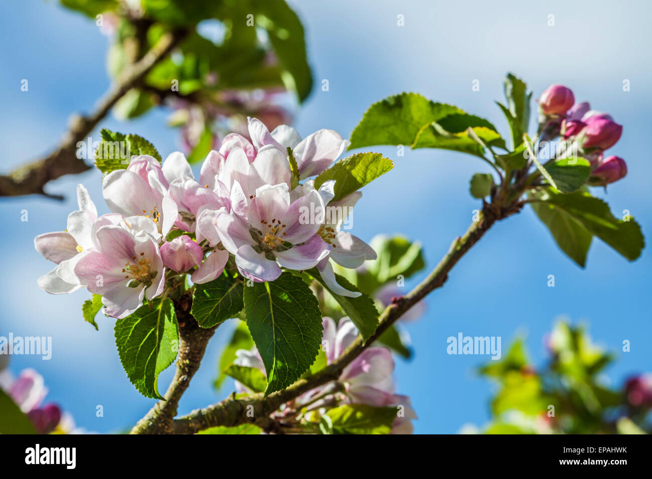 Blossoming apples trees in the wallled garden at Bowood House in Wiltshire. Stock Photo