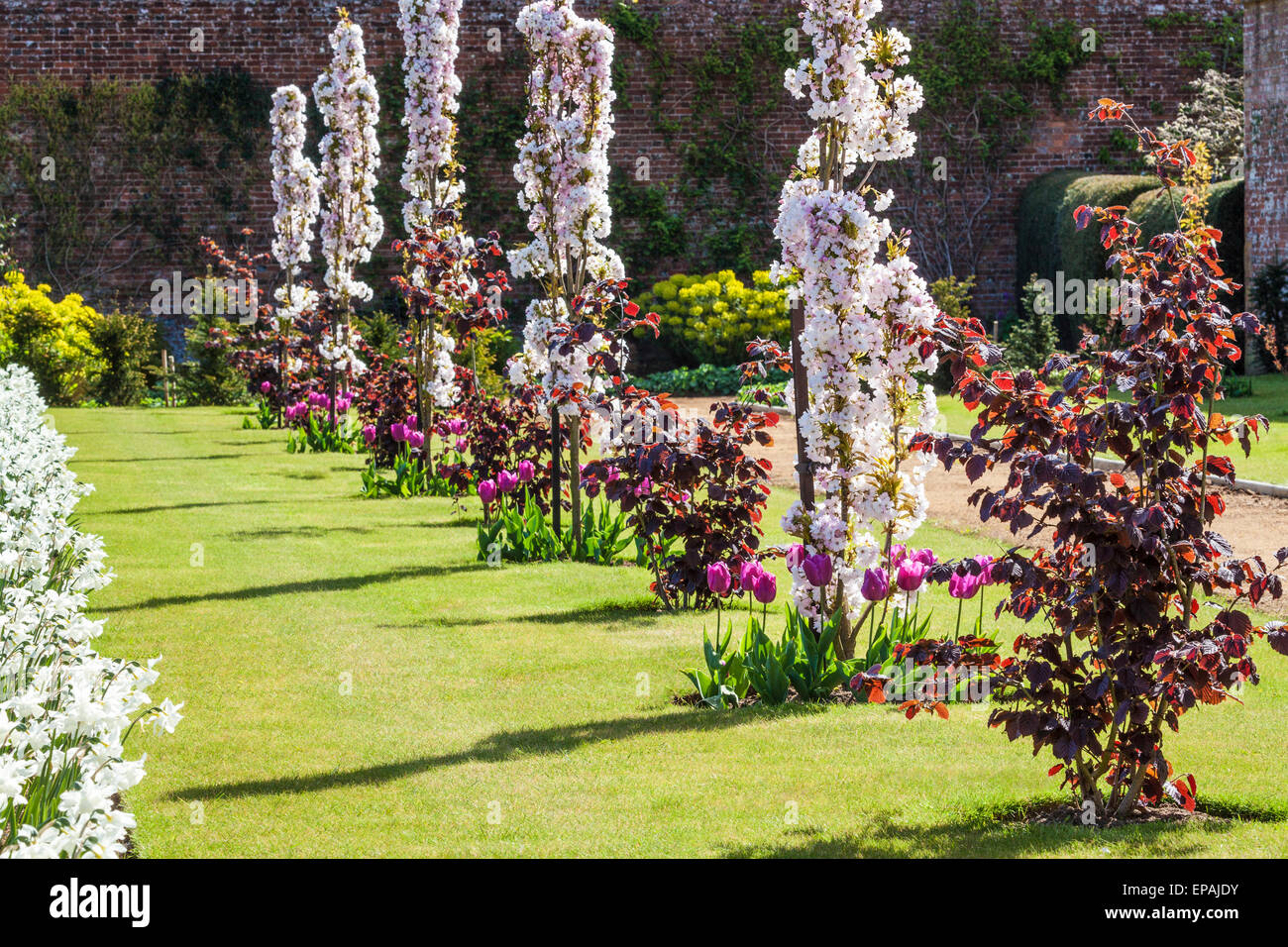 Cherry blossom, tulips and daffodils along the Hazel Walk in the private walled garden at Bowood House in Wiltshire. Stock Photo