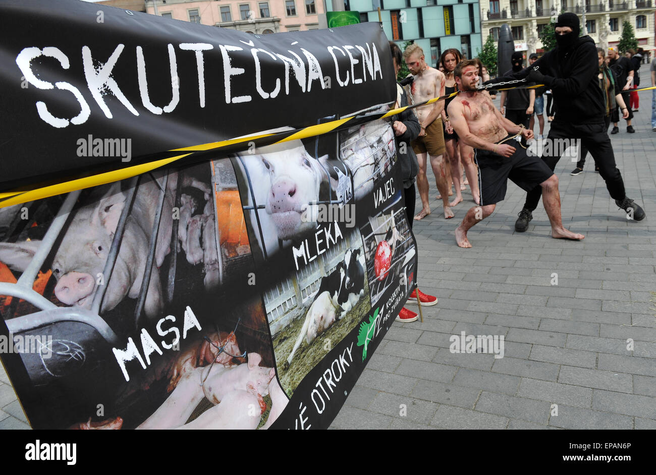 Brno, Czech Republic. 15th May, 2015. Animal rights activist from Czech section of 269Life movement performs a public protest action against maltreatment of animals at large farms in Brno, Czech Republic, Friday, May 15, 2015. About ten activist get burnt a sign of the number 269 on their bodies. Credit:  Vaclav Salek/CTK Photo/Alamy Live News Stock Photo
