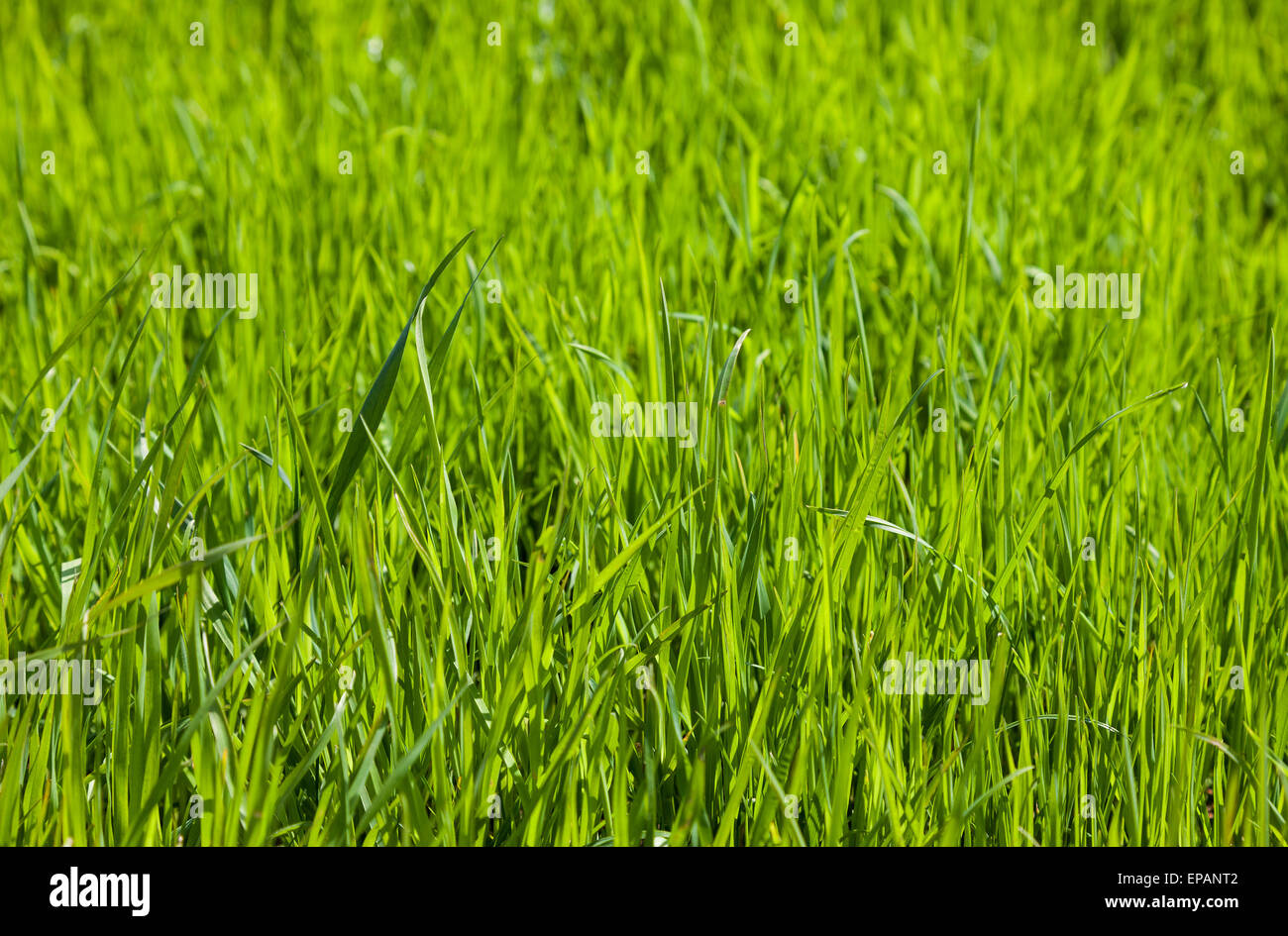 Green grass as background Stock Photo - Alamy