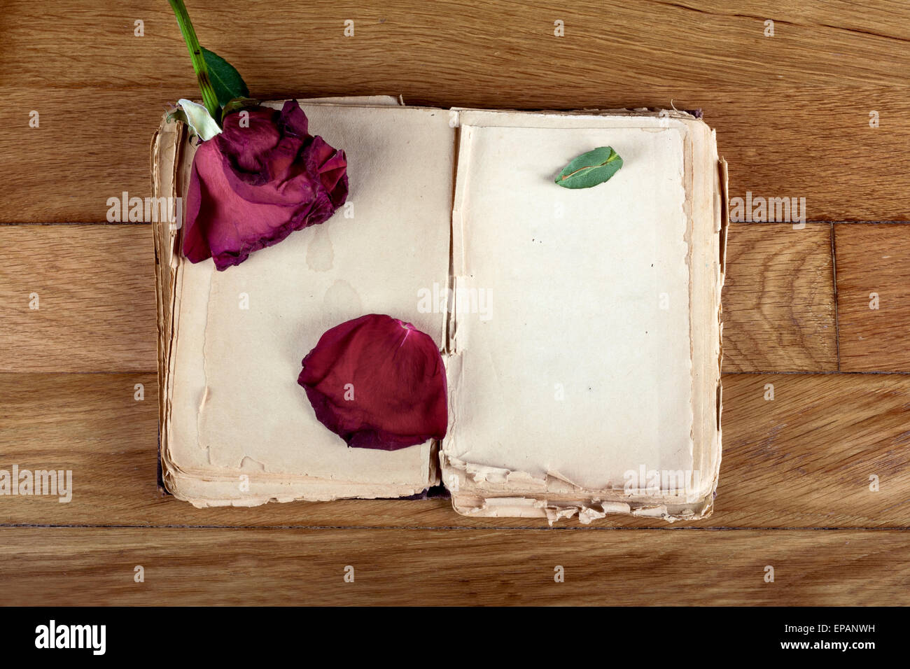 Open old book with blank pages for text and dry rose on vintage wooden table Stock Photo