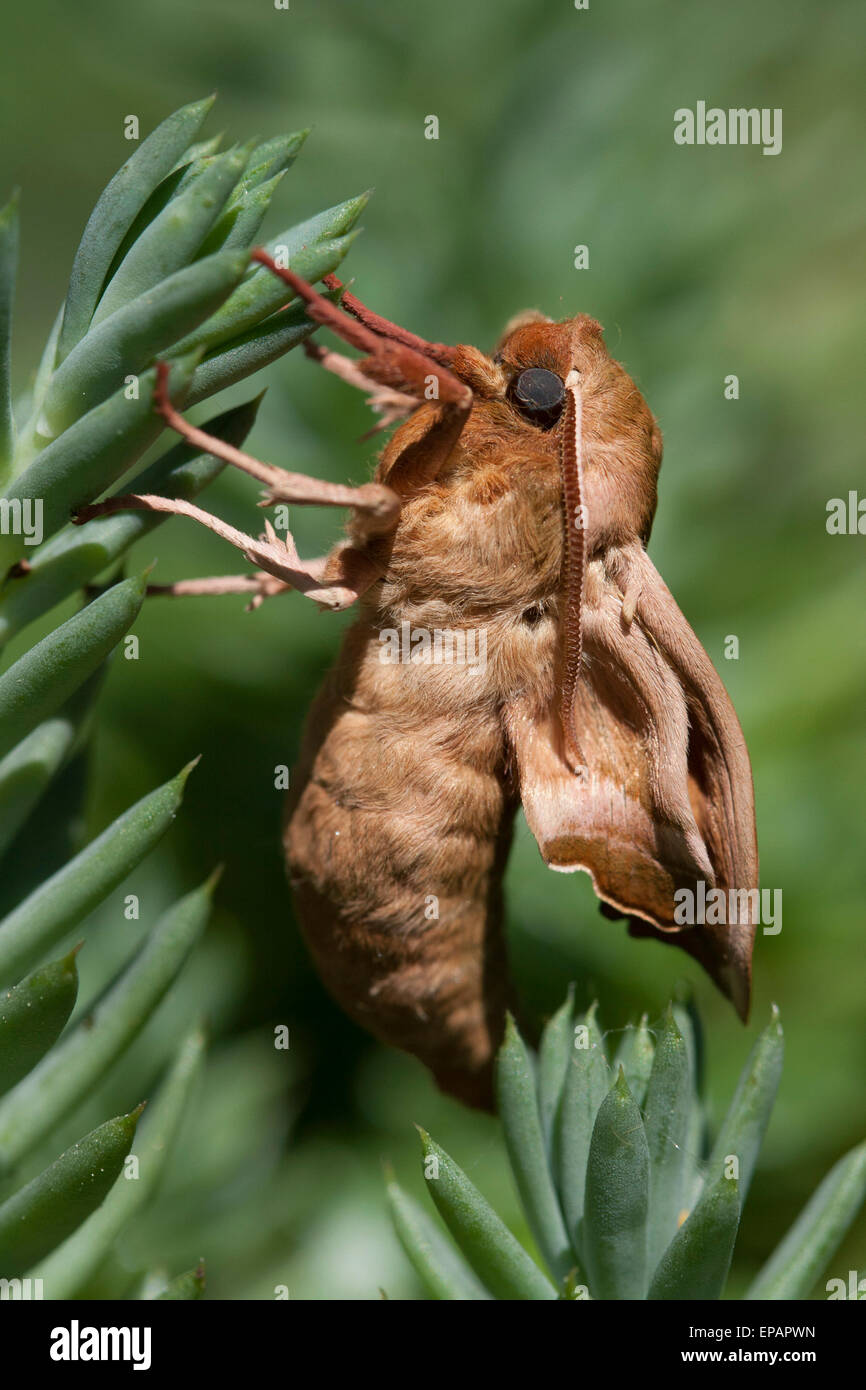 Lime Hawk Moth Stock Photo