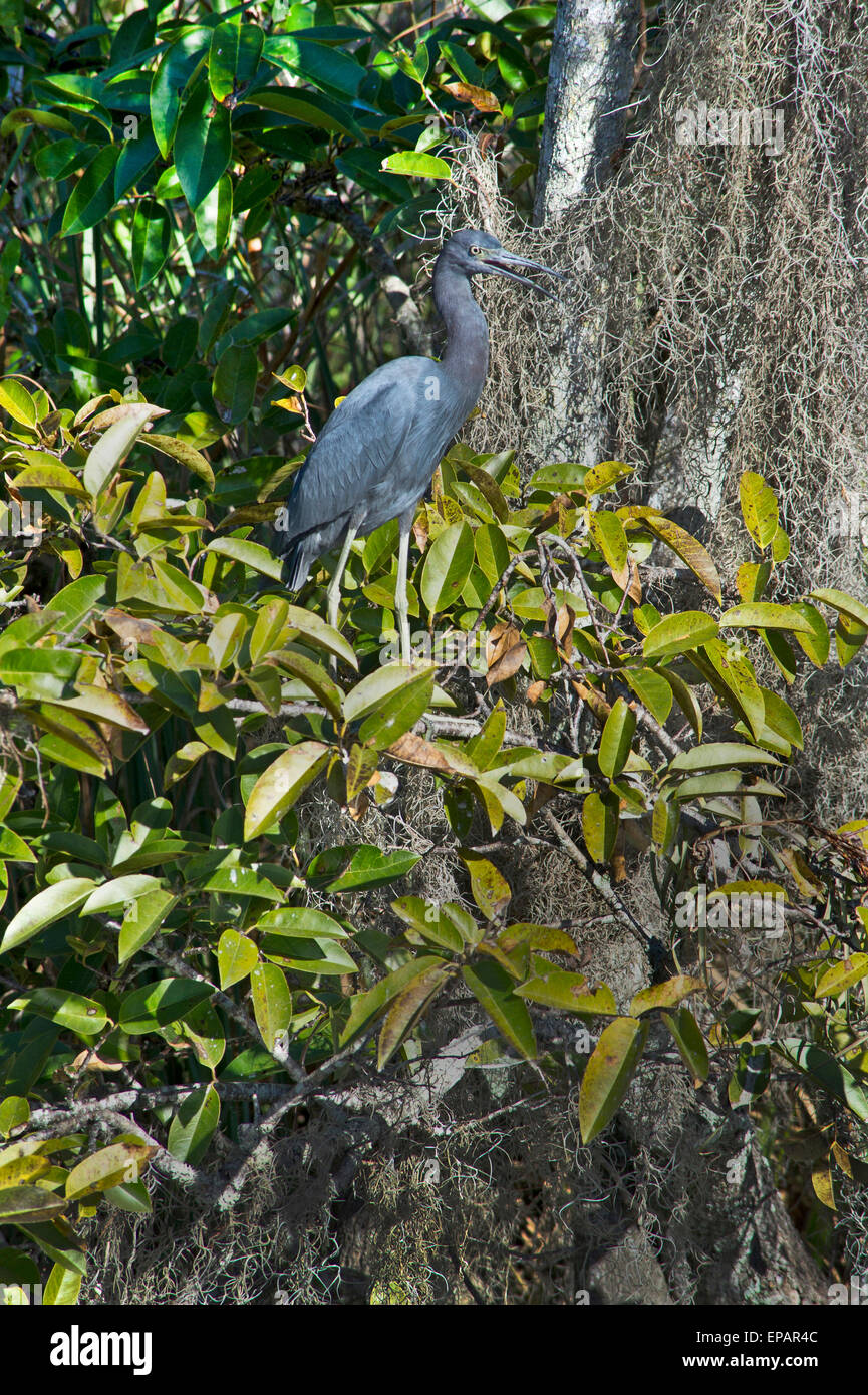 Great Blue Heron in Everglades, Florida Stock Photo