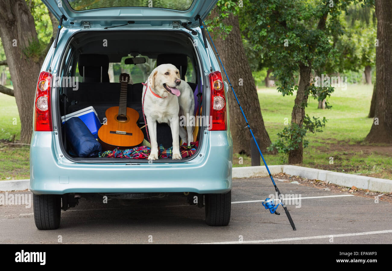 Domestic dog in car trunk Stock Photo - Alamy