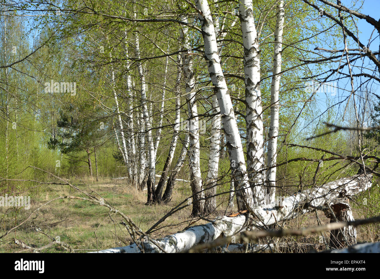 Nature of the Ryazan Territory Nature of the Ryazan Territory