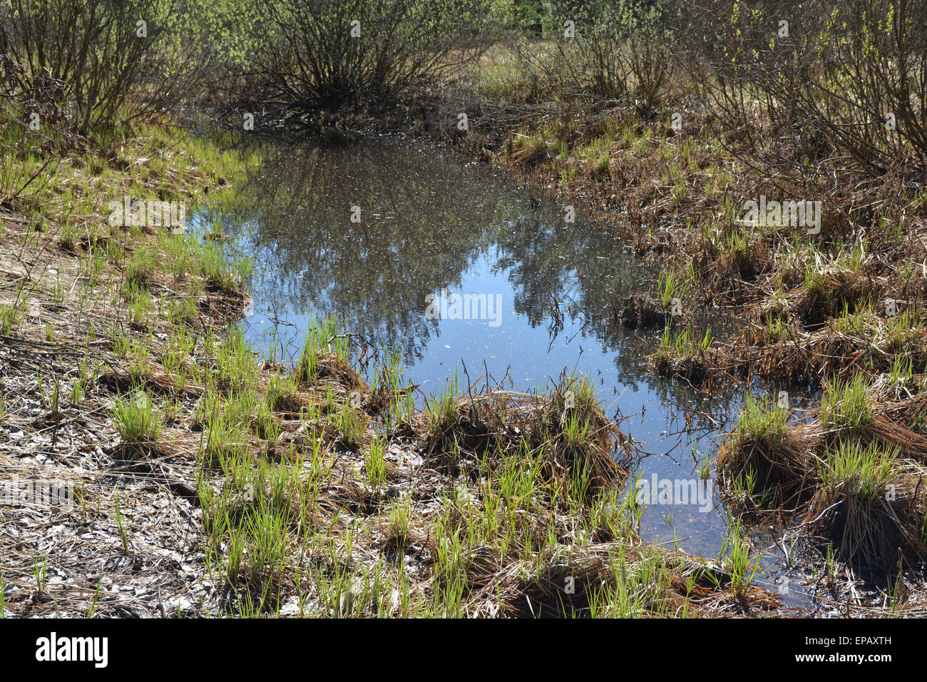 Nature of the Ryazan Territory Nature of the Ryazan Territory