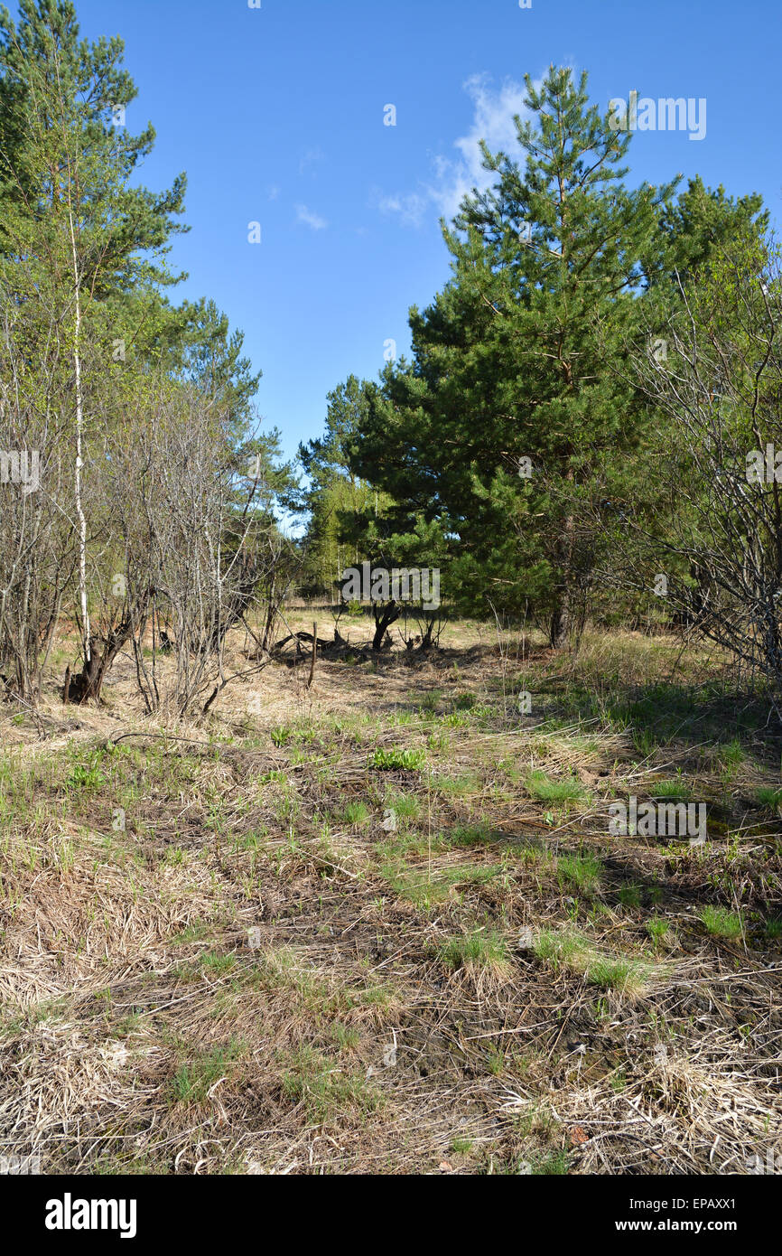 Nature of the Ryazan Territory Nature of the Ryazan Territory