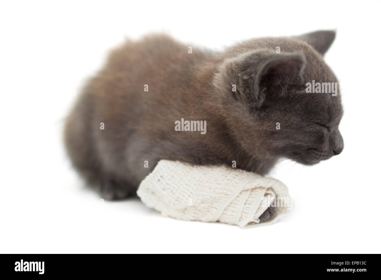 Cute kitten sleeping with a bandage on its paw Stock Photo Alamy
