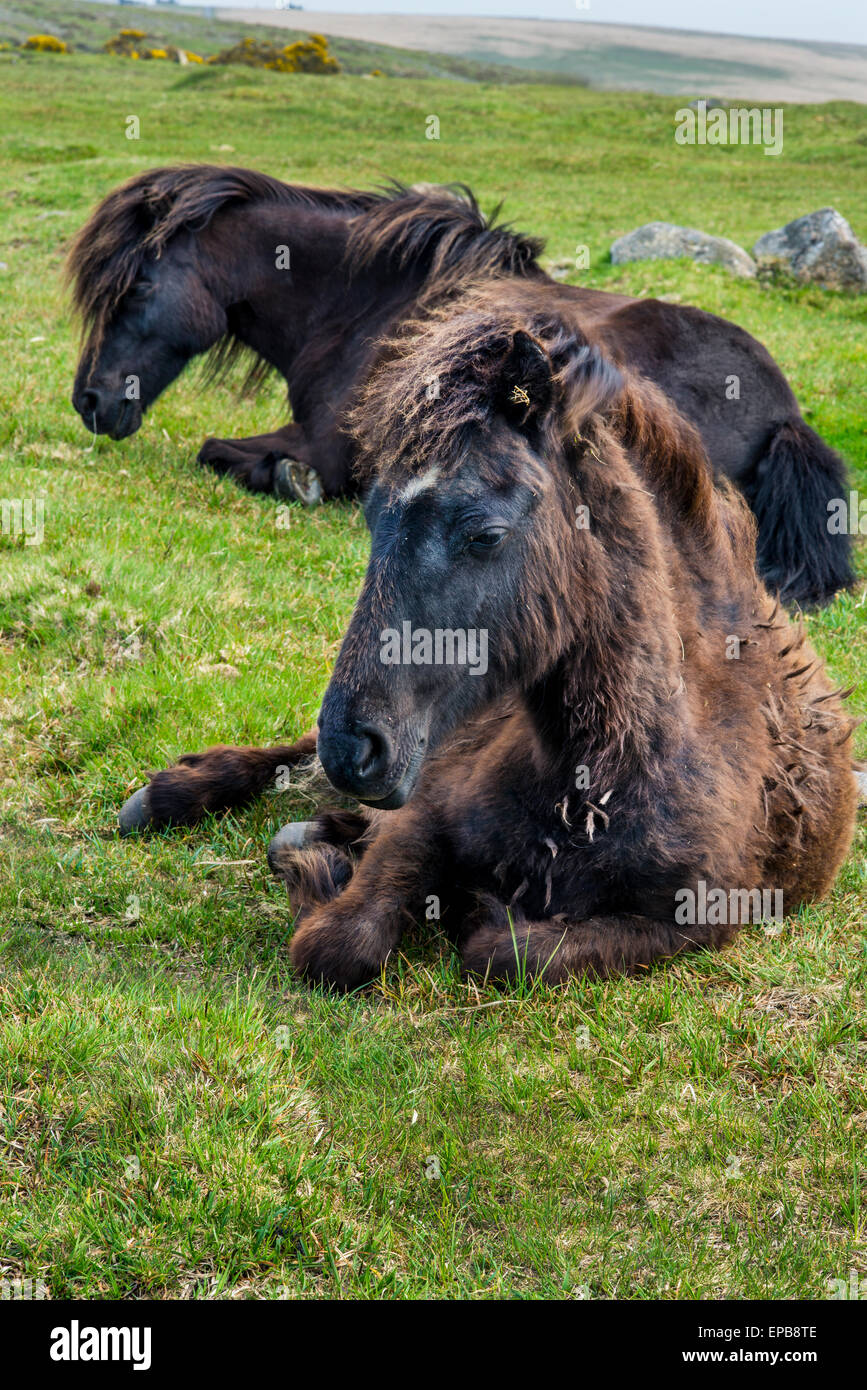 Two wild horses resting on the Dartmoor moor, Devon, England Stock