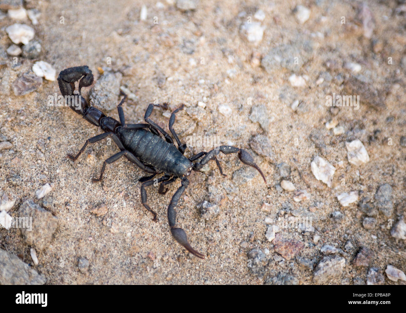 Africa namibia scorpion hires stock photography and images Alamy