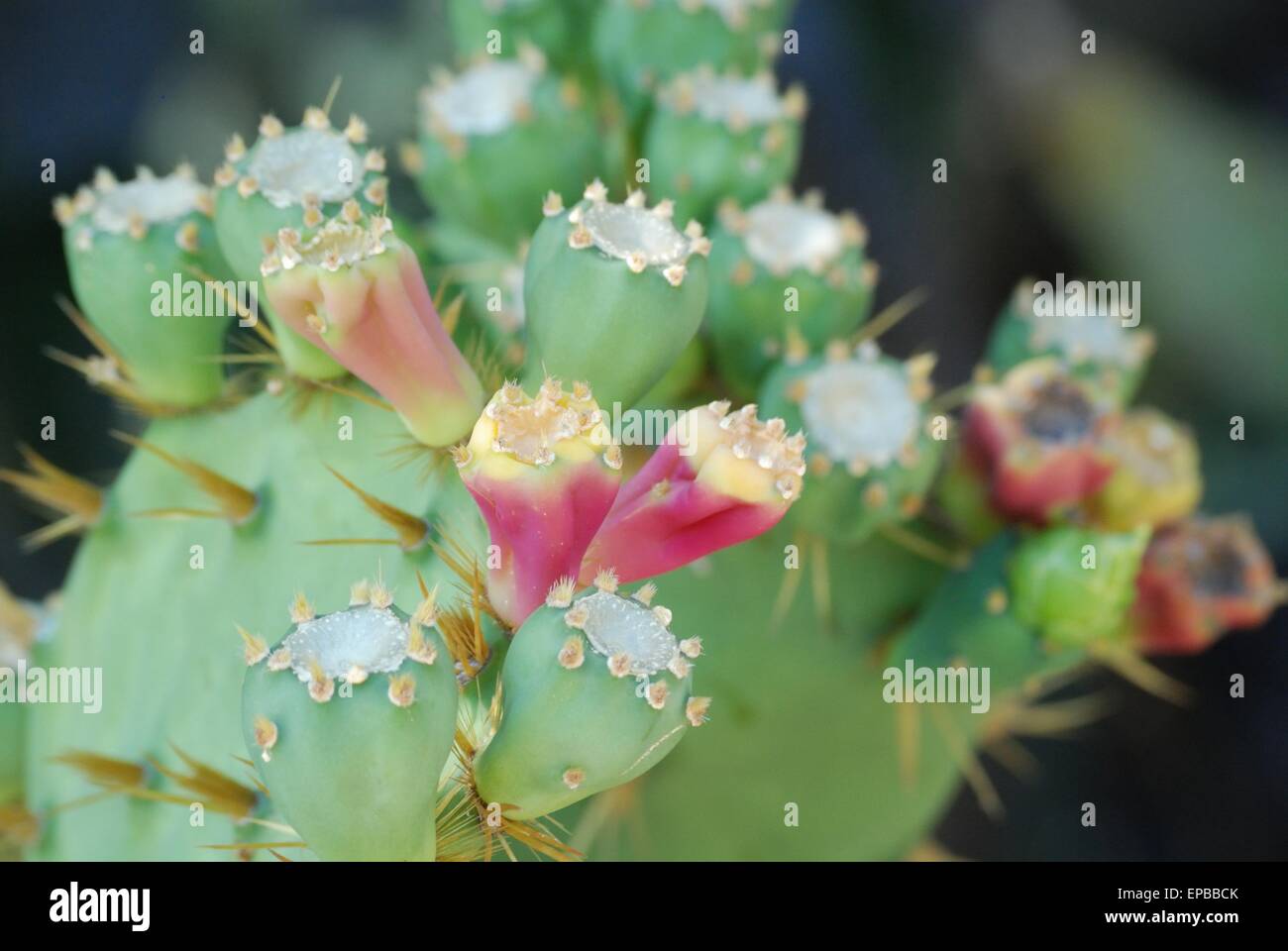 Buds flowering on a succulent cactus plant. Stock Photo