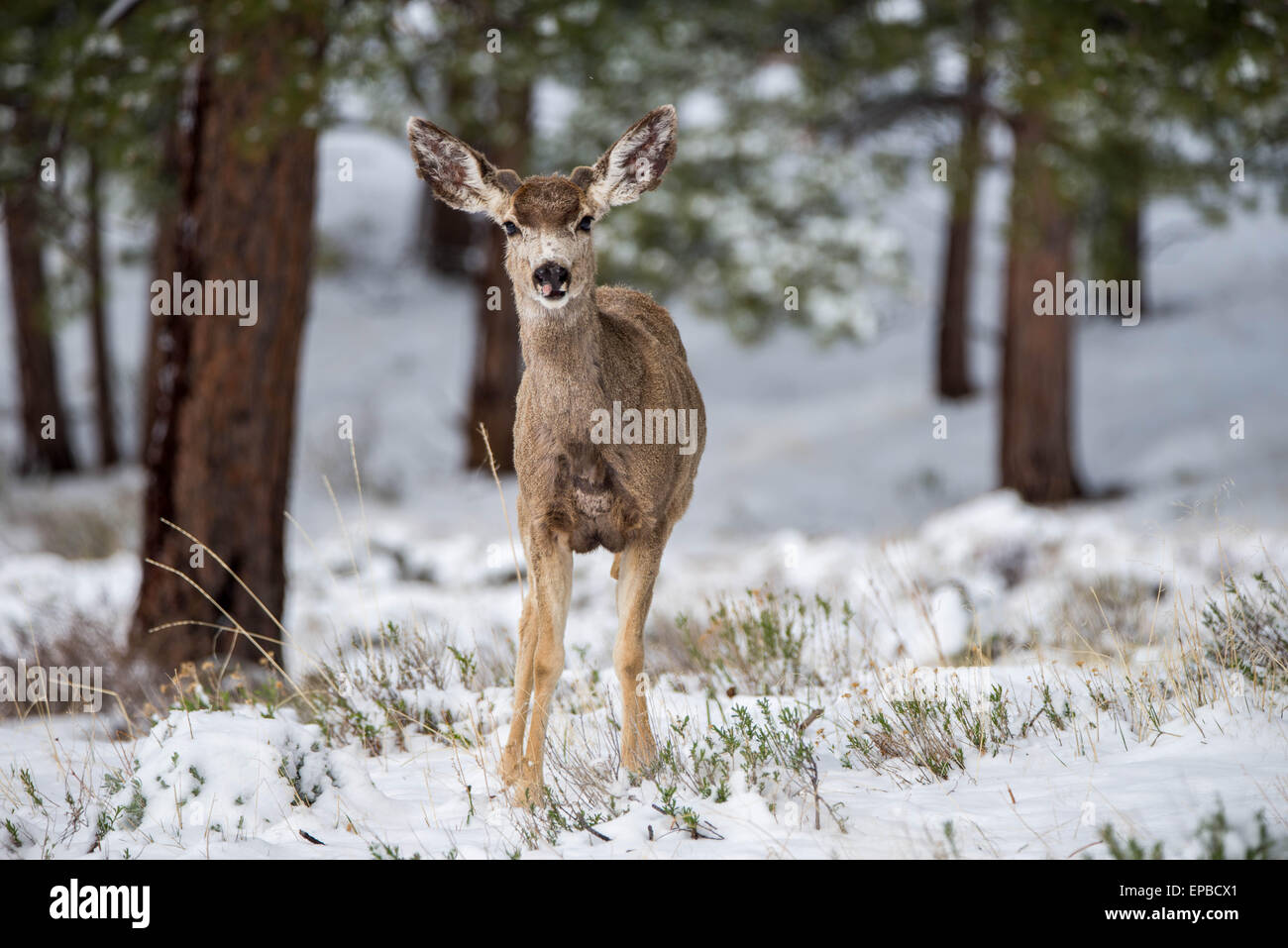 Mule Deer Buck in Rocky Mountain National Park Stock Photo - Alamy
