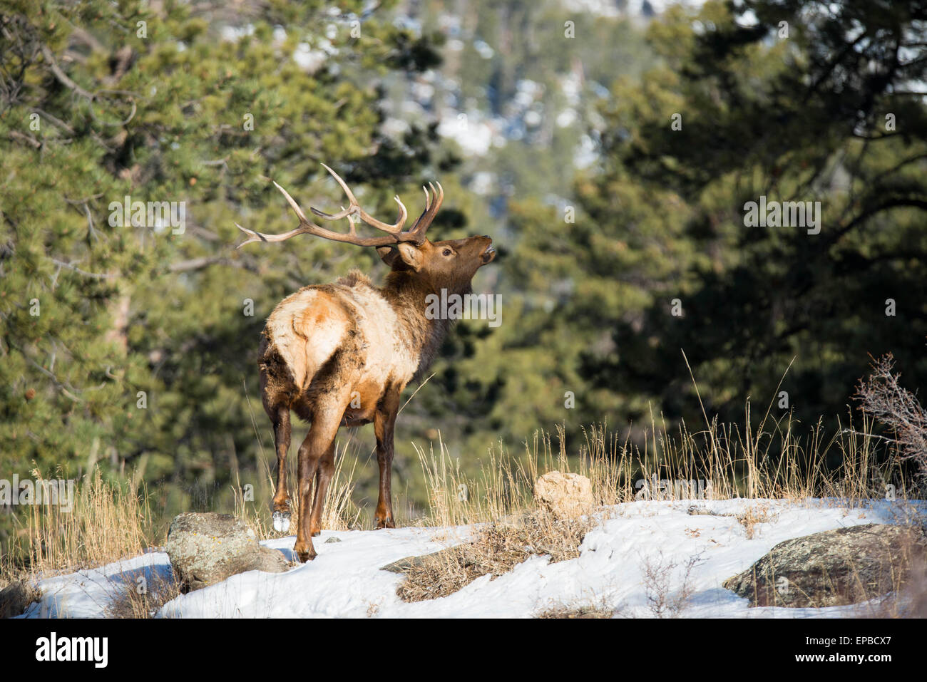 Bull Elk Bugle Stock Photo Alamy