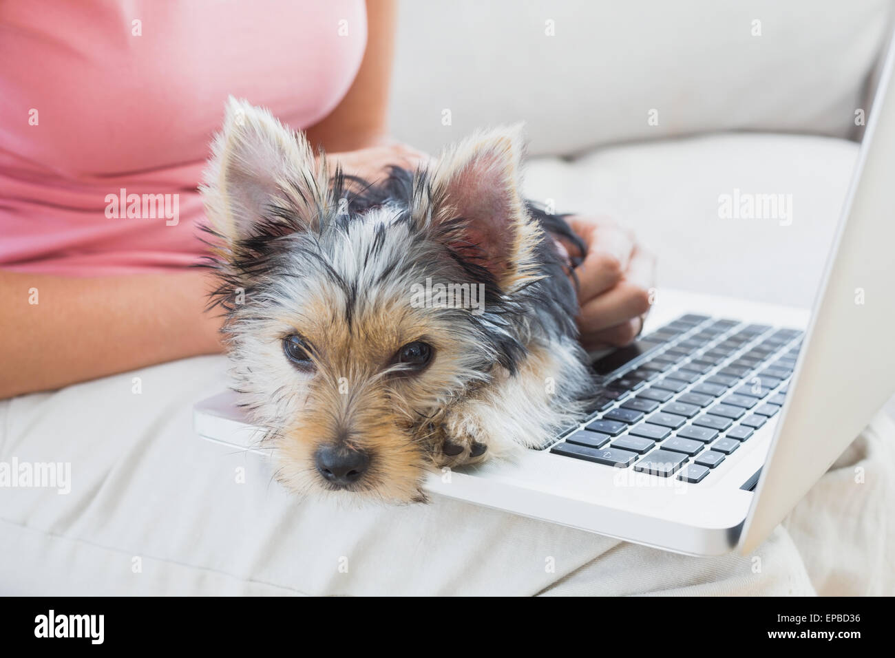 Woman using laptop with her yorkshire terrier Stock Photo - Alamy