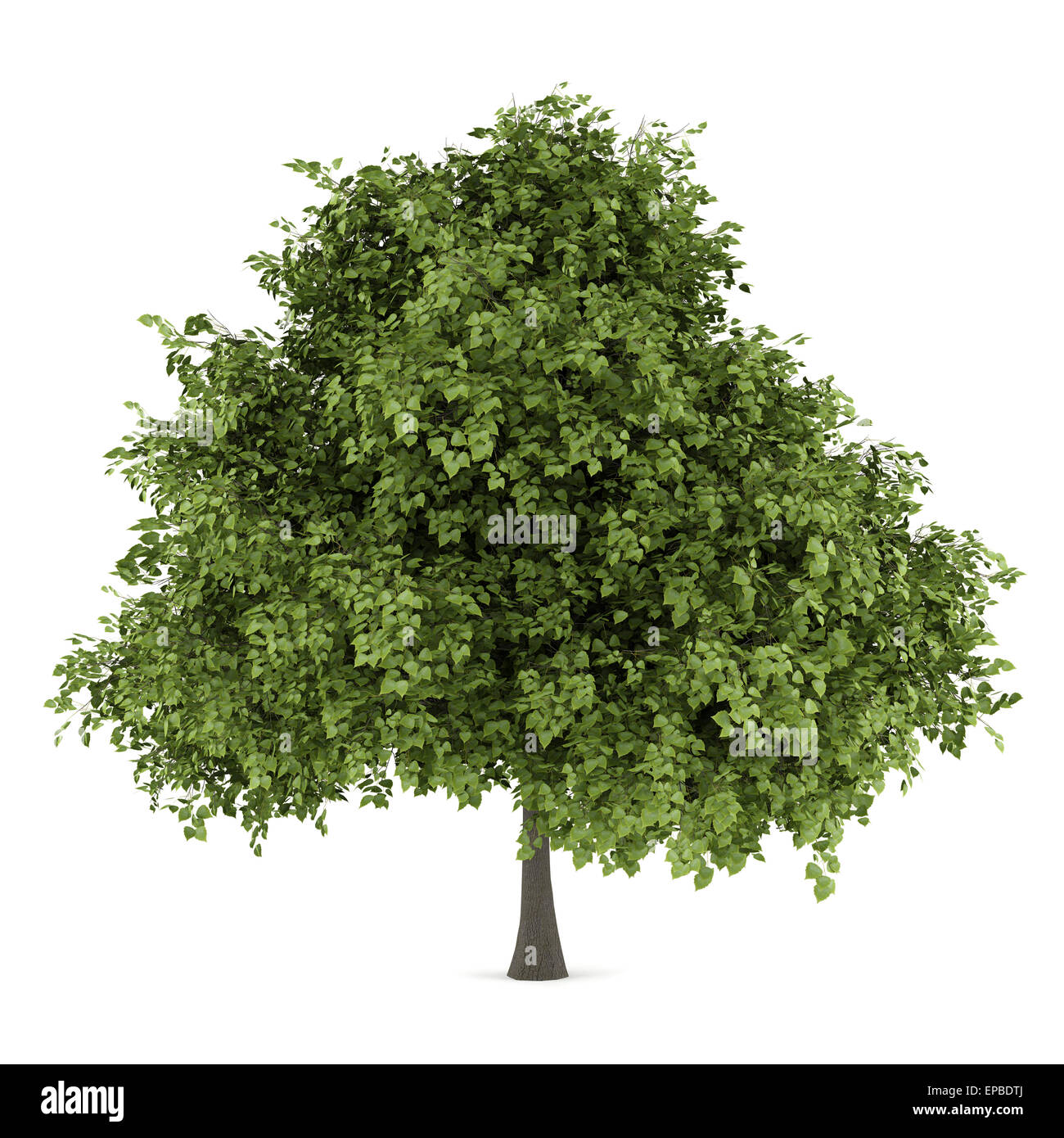 small-leaved lime tree isolated on white Stock Photo - Alamy