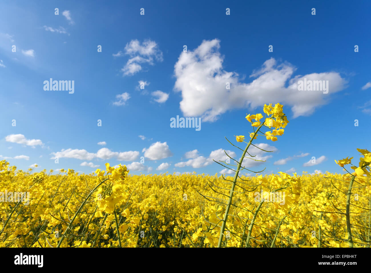 bright yellow rapeseed flower field and blue sky Stock Photo - Alamy