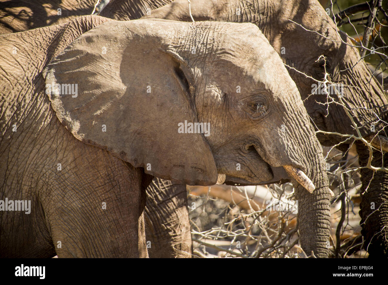 Africa, Namibia. Close up of elephants grazing. Stock Photo