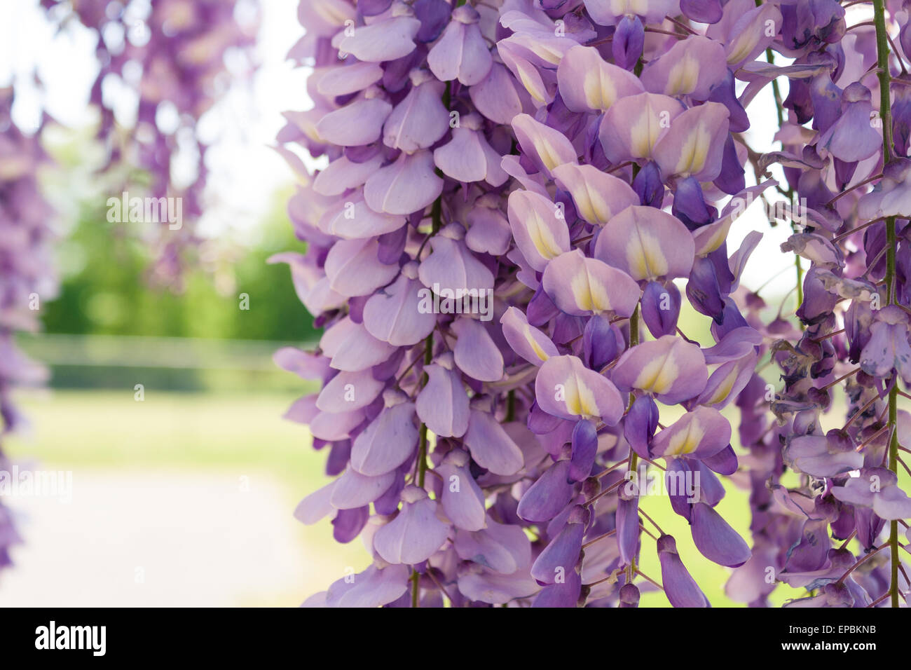 wisteria in pots Japanese Wisteria