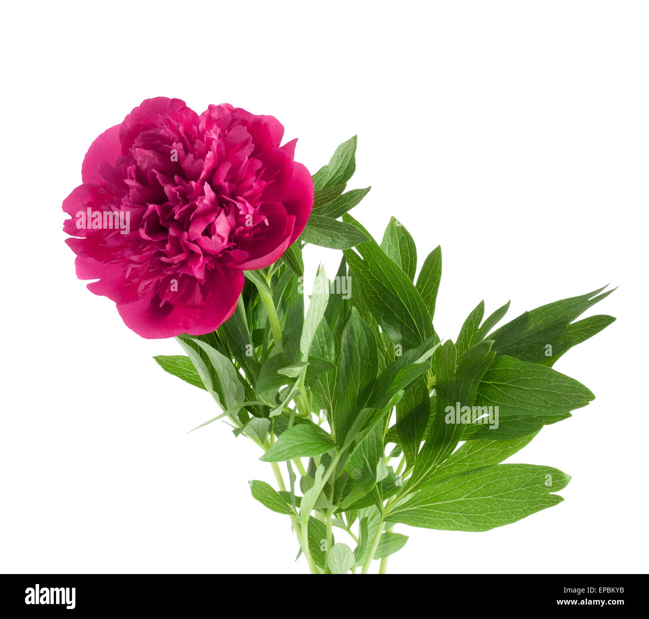 Beautiful bouquet of pink peonies on a white background isolated Stock ...
