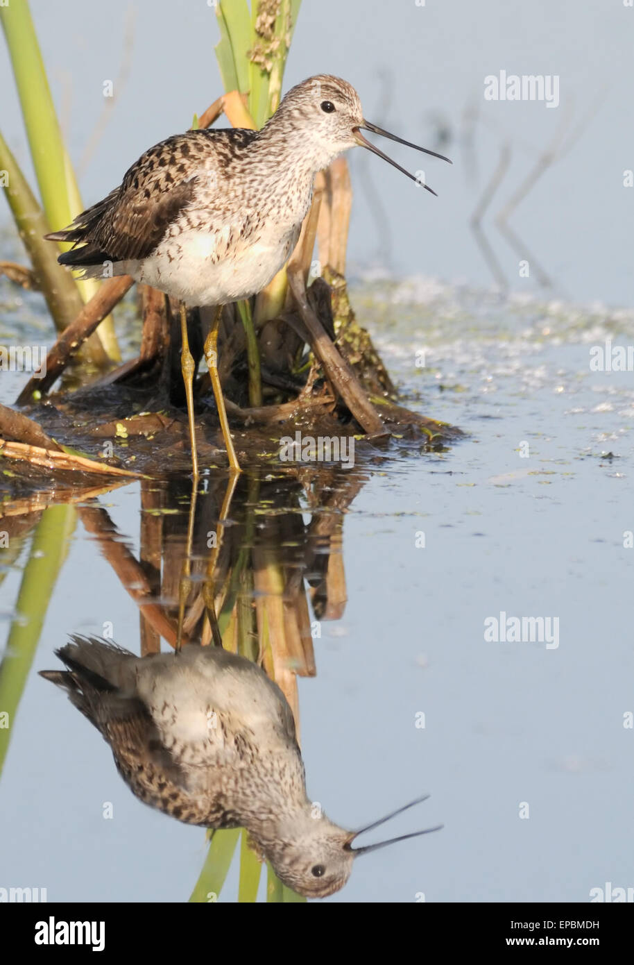 Marsh Sandpiper in the Marsh Stock Photo