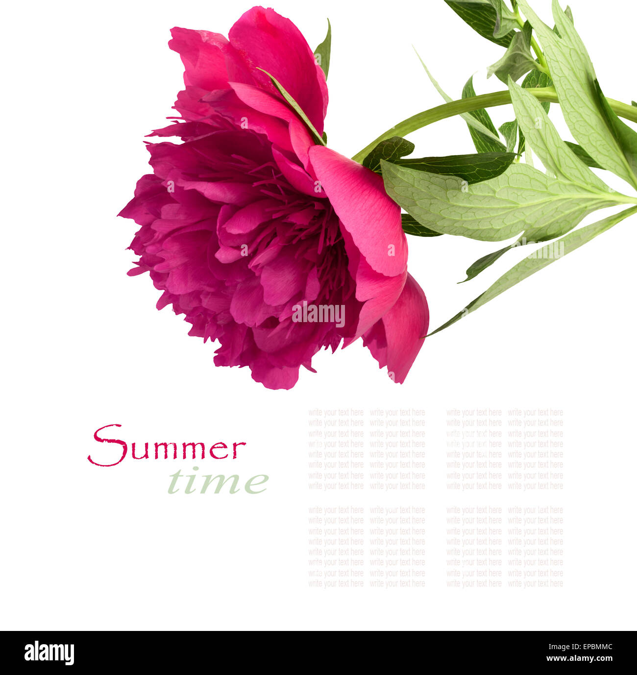 Beautiful bouquet of pink peonies on a white background isolated Stock ...