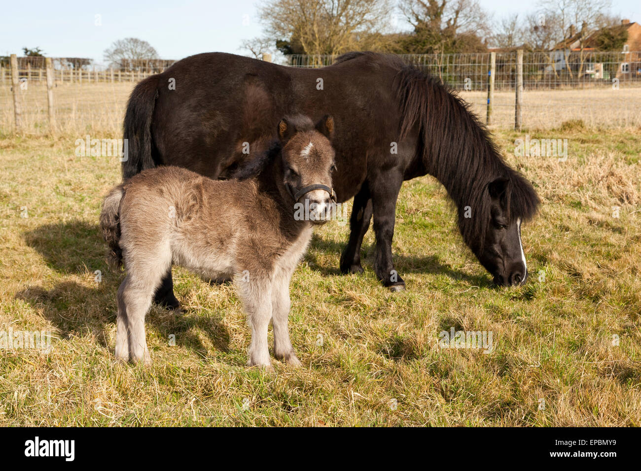 A cute two day old Shetland Pony foal with his mother Stock Photo