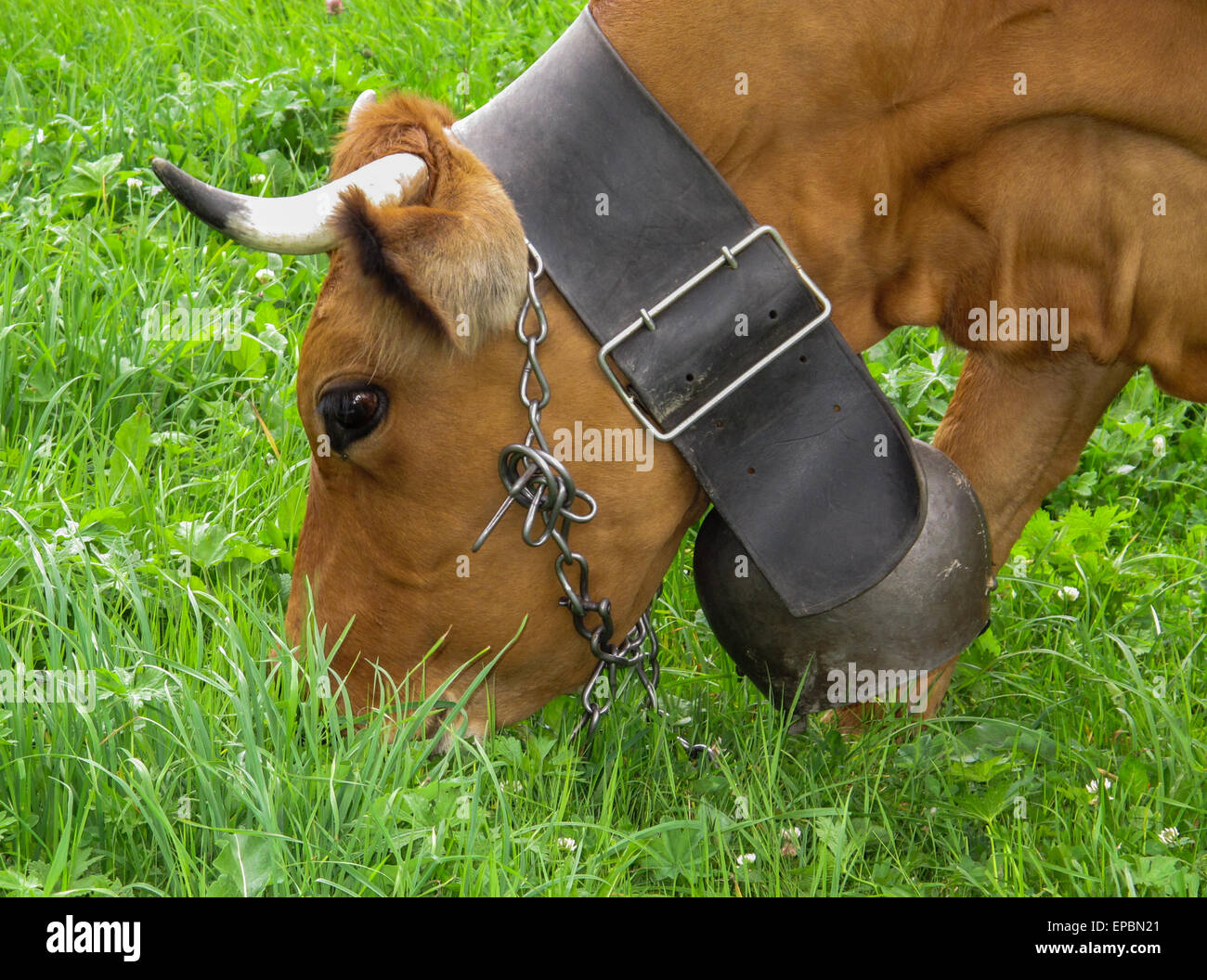 Brown Swiss cow with traditional cow bell on a leather strap Stock