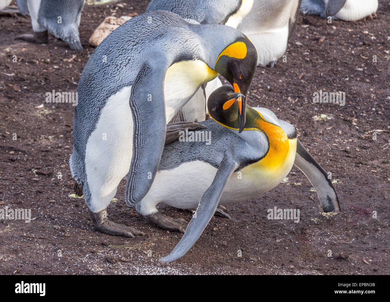KIng Penguins about to Mate Stock Photo
