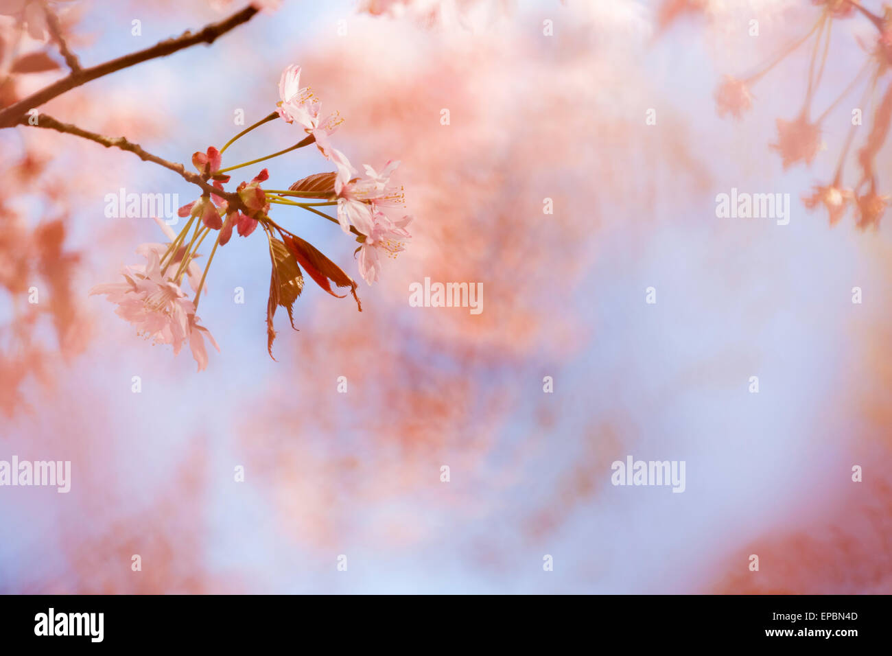 Cherry blossom tree branch hi-res stock photography and images - Alamy