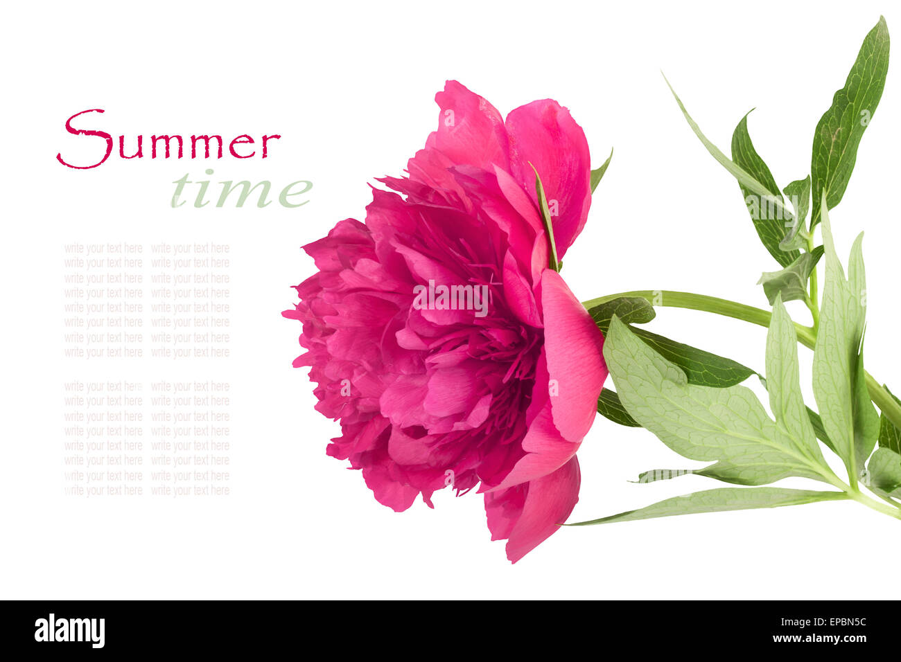 Beautiful bouquet of pink peonies on a white background isolated Stock ...