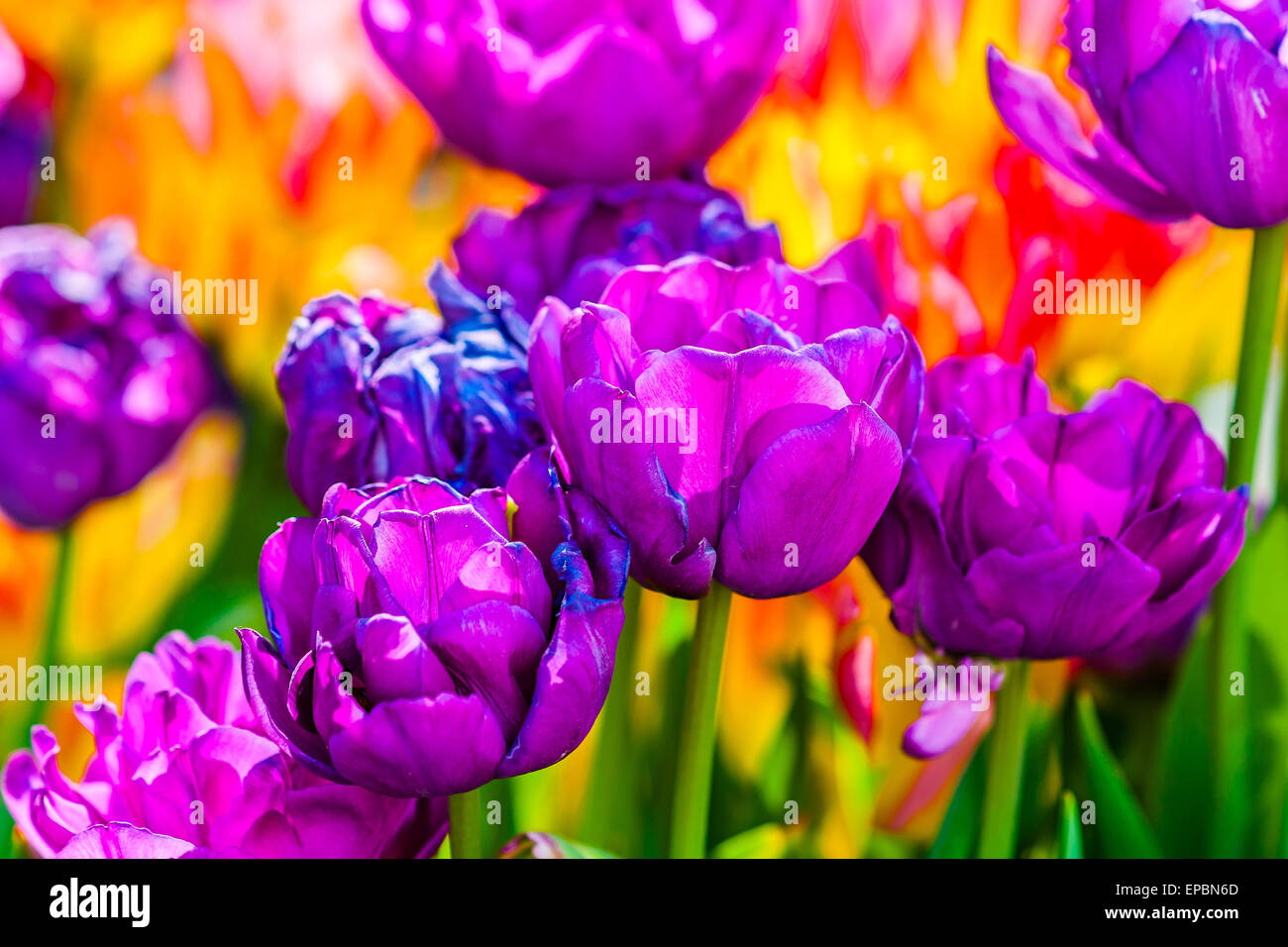 Tulips enchanting. Rainbow of natural flower colors Stock Photo Alamy