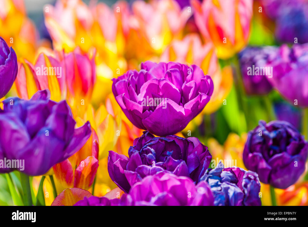 Tulips enchanting. Rainbow of natural flower colors Stock Photo Alamy