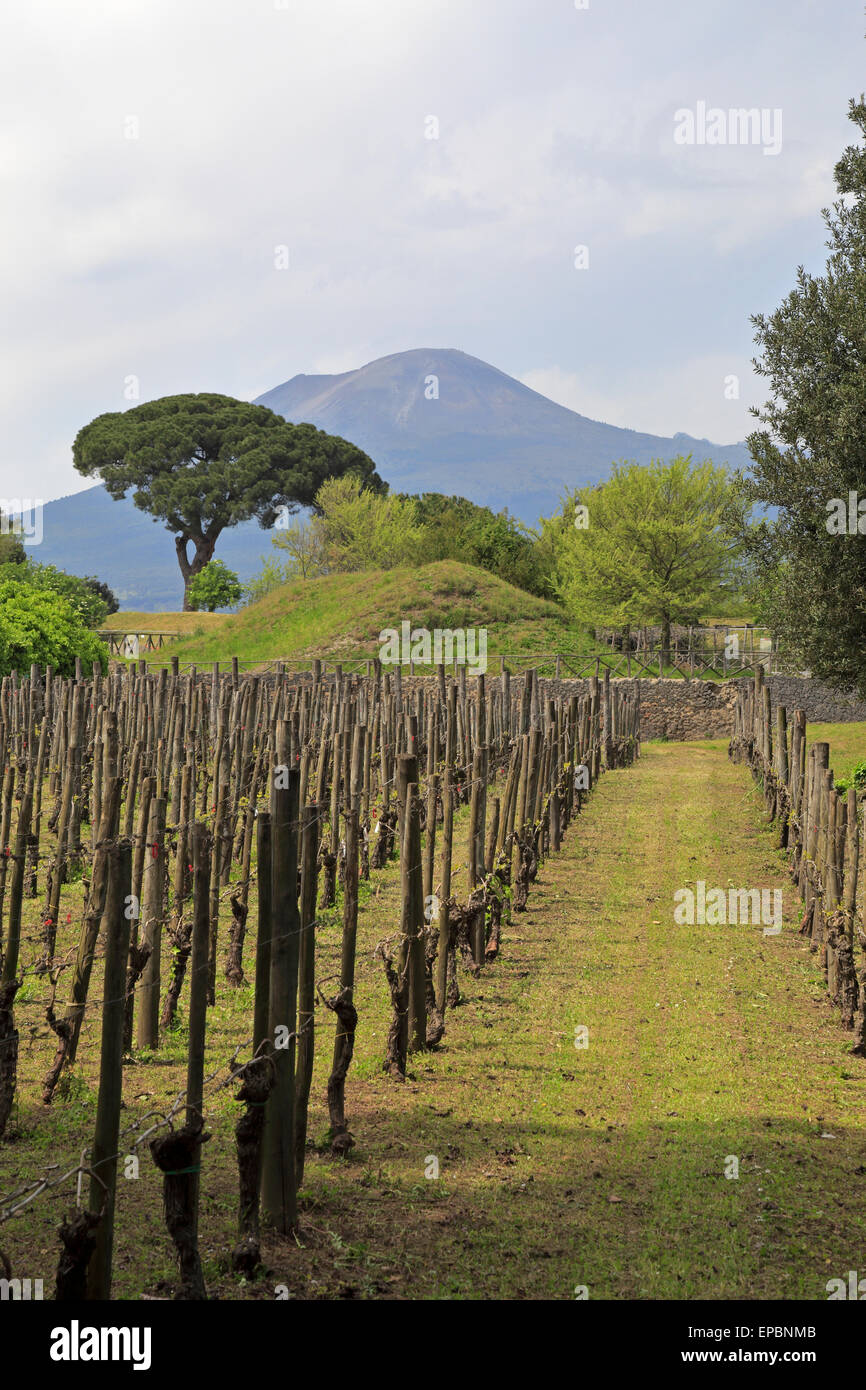 Vineyard with Mount Vesuvius in the distance, Pompeii near Naples, IItaly. Stock Photo