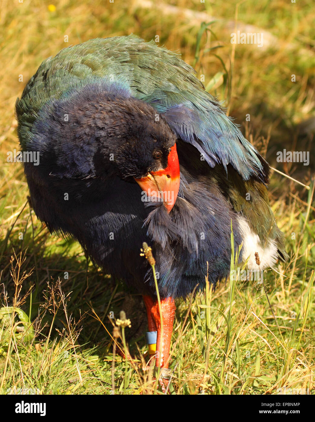 A Takahe preening it's leg feathers. Stock Photo