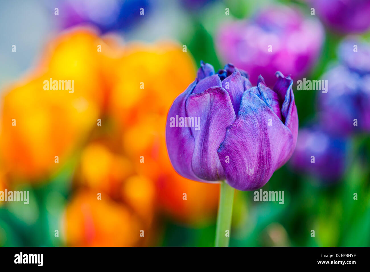 Tulips enchanting. Rainbow of natural flower colors Stock Photo - Alamy