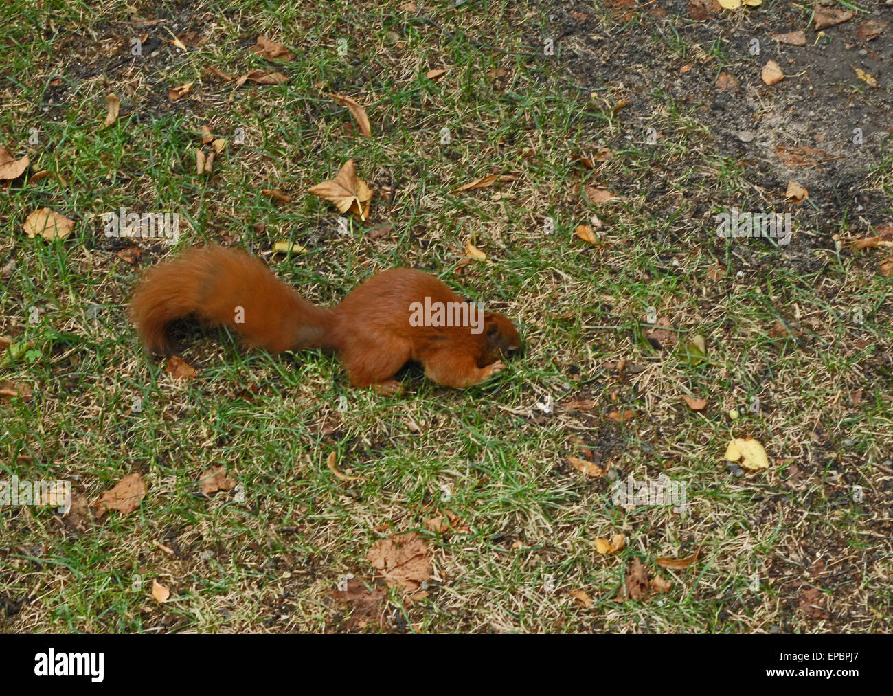 Squirrel at Łazienki Królewskie park, in Warsaw / Warszawa, Poland Stock Photo